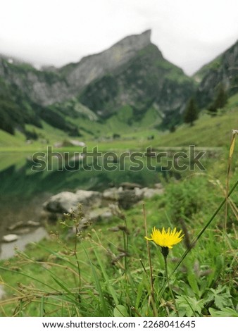yellow dandelion on the background of mountains and lakes