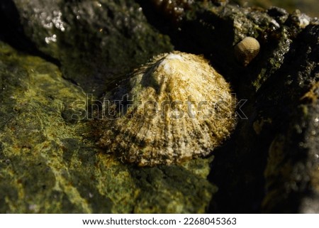 A limpet in water resting on some volcanic rocks