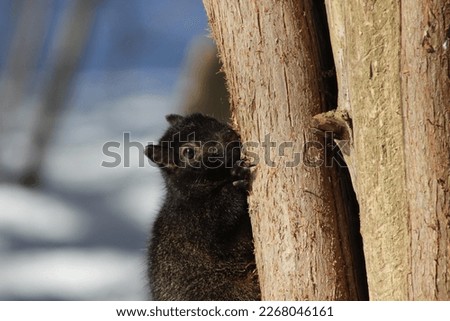 Squirrel on a tree in winter