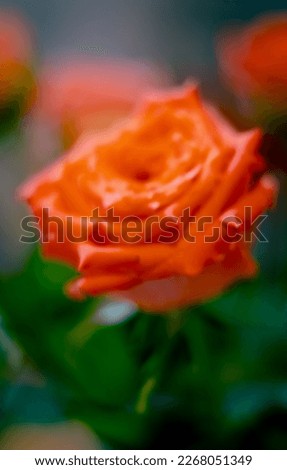 rose orange color front view. High quality photo