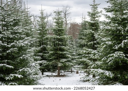 Christmas trees fir-trees pinetrees forest during winter with snow on a cloudy day landscape, background Royalty-Free Stock Photo #2268052427