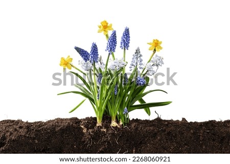 Garden of of blooming various flowers in springtime isolated on white Royalty-Free Stock Photo #2268060921