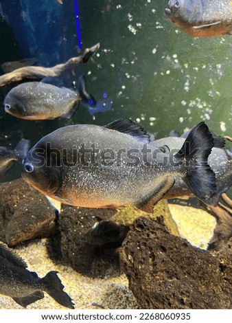 The fish in the picture are piranhas, they are predatory fish with sharp teeth