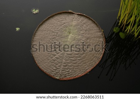 Aquatic plants. Top view of a Victoria Longwood Hybrid, hybrid between south american Victoria cruziana and amazonica, giant waterlily red leaf growing in the pond. Royalty-Free Stock Photo #2268063511