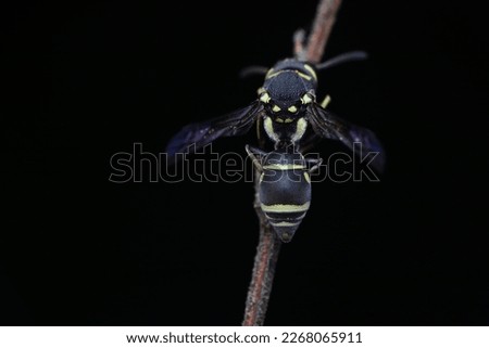 a small insect that has a unique and attractive shape and color pattern, perched on dry twigs or leaves, this insect is often found in Indonesia when the rainy season arrives, but during the dry seaso