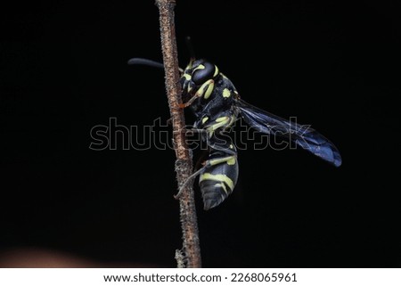 a small insect that has a unique and attractive shape and color pattern, perched on dry twigs or leaves, this insect is often found in Indonesia when the rainy season arrives, but during the dry seaso