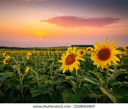 Spectacular view with bright yellow sunflowers close-up at sunset. Location place Ukraine, Europe. Photo of cultivation land. Image of agrarian concept. Perfect summertime wallpaper. Beauty of earth.