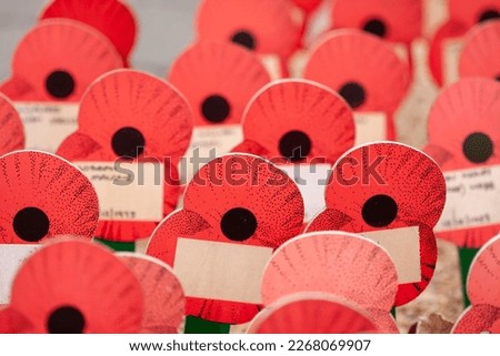 Beautiful picture of poppy flowers. Remembrance Day. Close-up, memorial