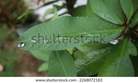 Euphorbia milii is one of the 2000 species of the genus Euphorbia