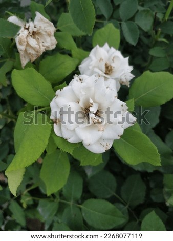 A beautiful picture of white flowers