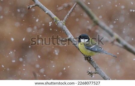 The great tit (Parus major) is a passerine bird in the tit family Paridae. It is a widespread and common species throughout Europe, the Middle East, Central Asia. Image with snowflakes.