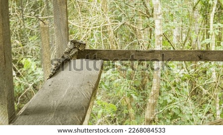 Anaconda in the corner wooden platform in the cage - Iquitos Peru