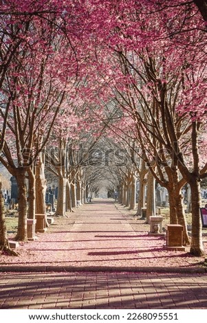 okame cherry blossoms at the congressional cemetery in washington, DC Royalty-Free Stock Photo #2268095551