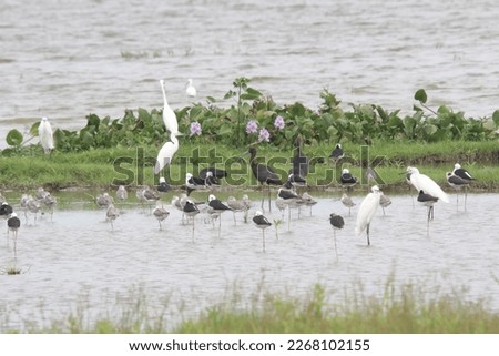Glossy ibis (Plegadis falcinellus) and other birds in a Wetland Pond at Lake Limboto, Gorontalo. Water bird life. bird life in wetlands.