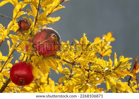 Ripe pomegranates on the tree with yellow leaves in autumn