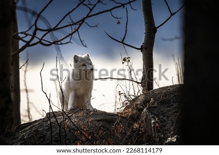 Arctic fox hunting in the forest