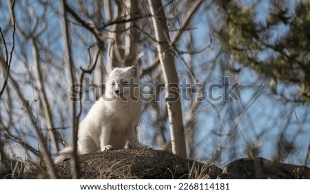 Arctic fox hunting in the forest