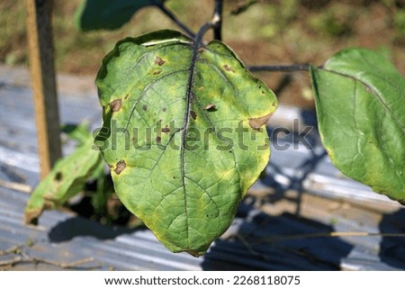 plant disease from fungi on eggplant leaf Royalty-Free Stock Photo #2268118075