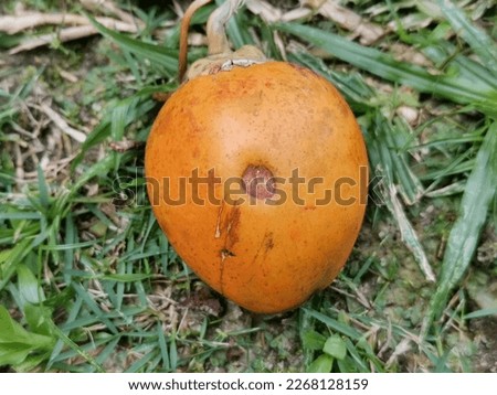 An orange-colored fresh ripe areca or betel fruit nut laid on green grass ground