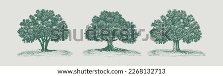 Big hand drawn tree vector illustration, A large oak tree, hand drawn then turned into a vector.
