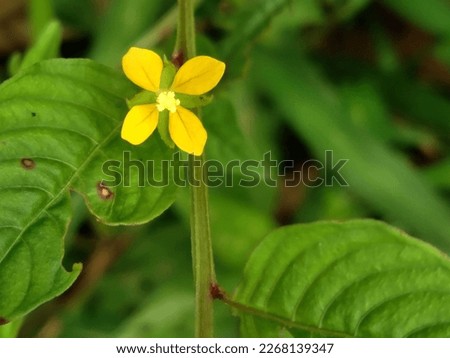Picture of a very beautiful flower from a wild plant