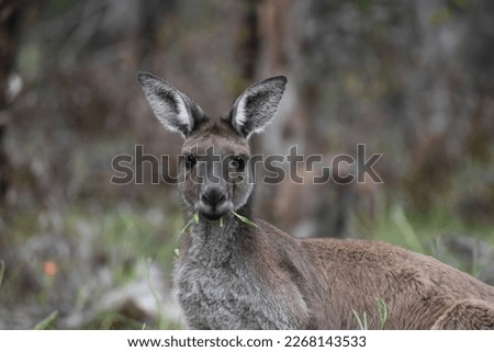 An Australian kangaroo eating grass in the bush with a blurred natural background.