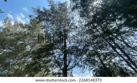 The silhouette view of tree branches and leaves with blue sky as background.