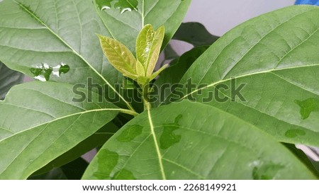 Beauty Little Avocado Leaves Plant