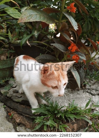 A cute kitten enjoyed the plants in the garden.