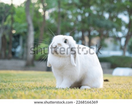 White holland lop rabbit at garden. Lovely adult female holland lop rabbit sitting on green grass. Royalty-Free Stock Photo #2268166369
