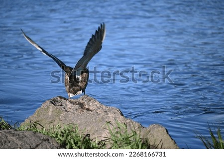 on a large stone, a bird with raised wings is preparing to fly