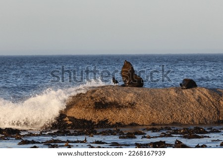 Cape fur seal resting on top of large rock in the ocean