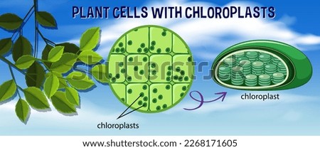 Plant cells with chloroplasts illustration