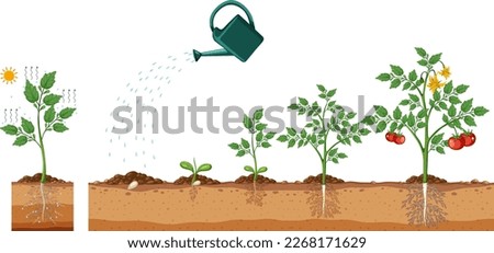 Tomato plant growth stages vector illustration
