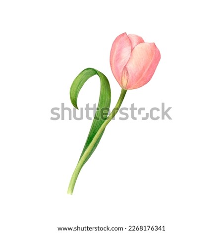 Watercolor drawing of pink tulip flower with curved leaf isolated on a white background. Gently curved leaf and half-opened tulip bulb are very nice. For logo, cards, posters, fabric printing, sticker