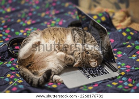 lazy freelancer cat working on laptop