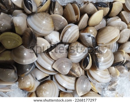 Selective focus of fresh baby clams, venus shell, shellfish, carpet clams, short necked clams, as raw food from the sea are the seafood ingredients. At supermarket for sale. 