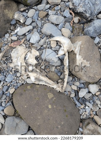 Salmon jaw bone on a riverbank  Royalty-Free Stock Photo #2268179209