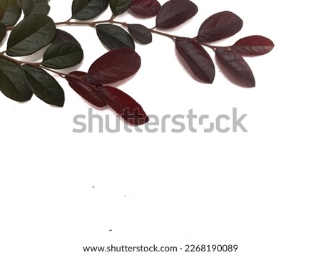ornamental plant leaves into a frame over a white background
