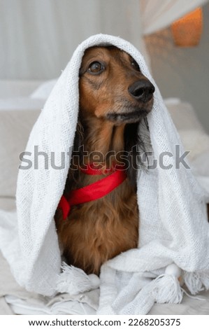 Red long haired dachshund with red lace under white blanket on sofa, adorable small sausage dog in bedroom, doxie portrait close up, one friendly hound, domestic pet animal