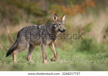 Grey wolf ( Canis lupus ) close up