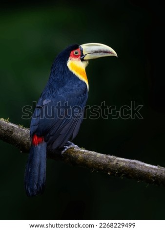 Red-breasted Toucan portrait on  stick against dark green  background