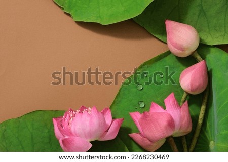 Top view of (Nelumbo nucifera) fresh lotus flower, lotus buds and green leaves on brown background. Beautiful flower concept. Flat lay. Space for text.
