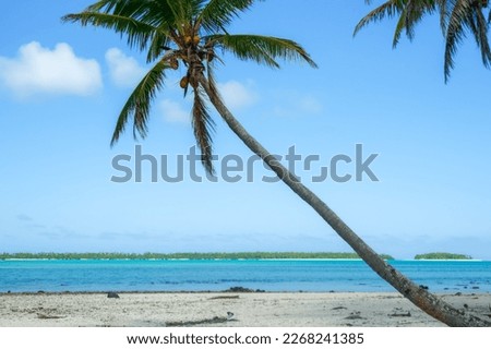 Tropical beach with leaning coconut palm and defocused background.