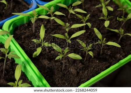 Green tomato seedlings on the balcony. Gardening concept. Growing on a windowsill. Top view