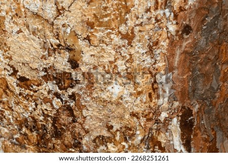 Wood surface covered with mold