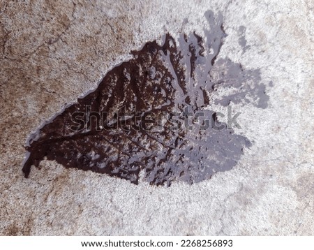 The imprint of a fallen autumn leaf on wet concrete close-up.