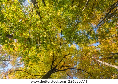Autumn trees top in forest, blue sky shining through leaves