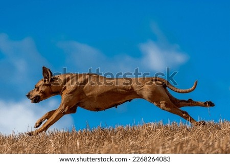 Rhodesian Ridgeback jumping on the background of the sky Royalty-Free Stock Photo #2268264083