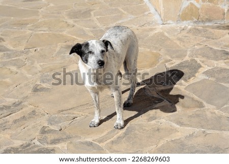 Lonely stray dog on stone surface outdoors. Homeless pet